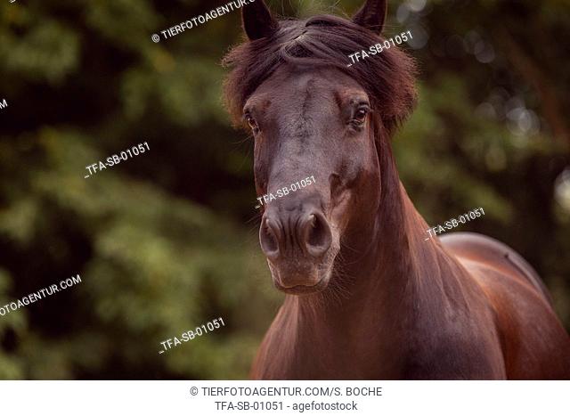Heavy Horse portrait