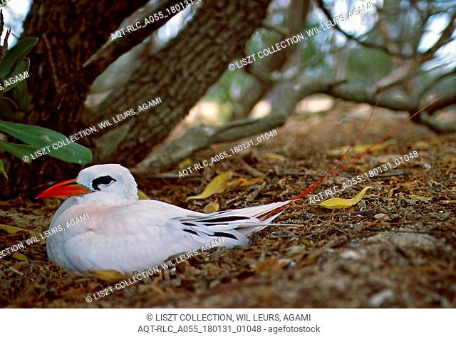 Red-tailed Tropicbird on nest Australia, Red-tailed Tropicbird, Phaethon rubricauda