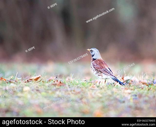 A song trush is sitting in the meadow (Turdus philomelos)