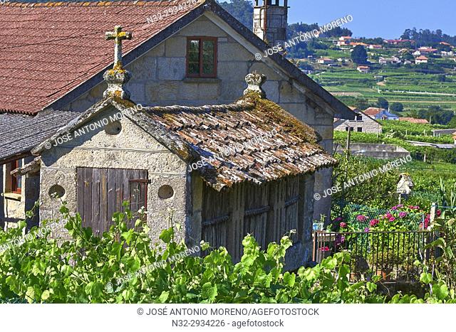 Meaño, Albariño Area, Albariño Grape Vineyard, Horreo, Pontevedra, Galicia, Spain