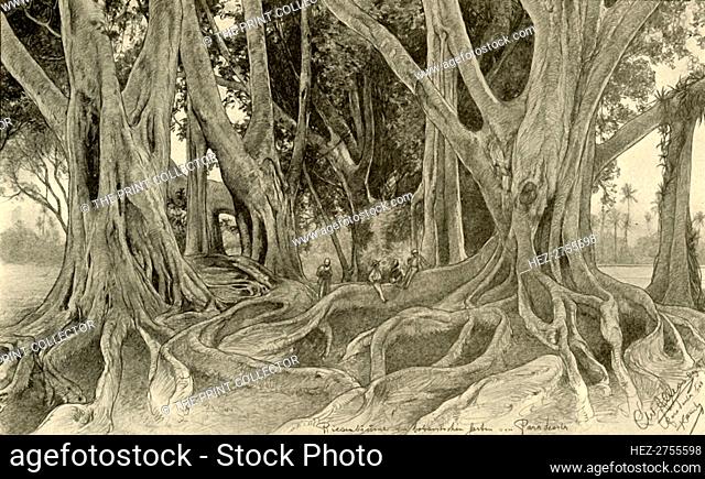 Giant trees in the botanical gardens, Peradeniya, Kandy, Ceylon, 1898. Creator: Christian Wilhelm Allers