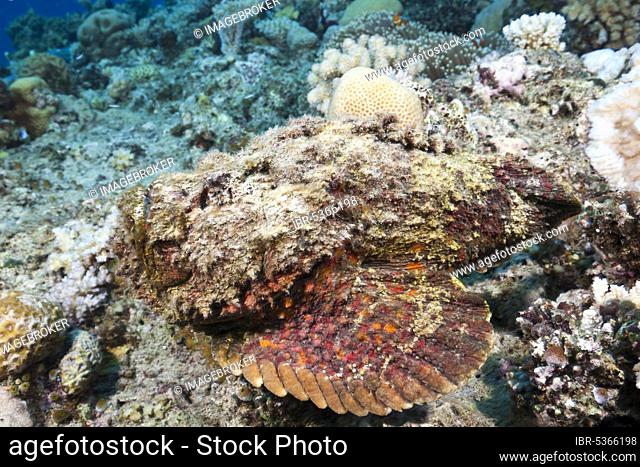 Reef stonefish (Synanceia verrucosa), Osprey Reeff, Coral Sea, Australia, Oceania