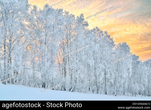 Gentle colors of a frosty winter evening in the mountains, white birch trees hoarfrost covered against the background of the delightful beauty of the setting...