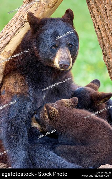 Black bear (Ursus americanus), mother suckling two young
