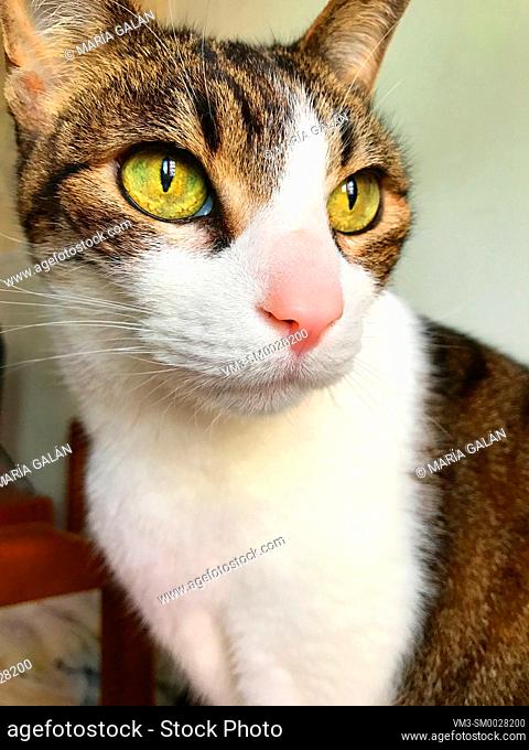 Tabby and white cat. Close view