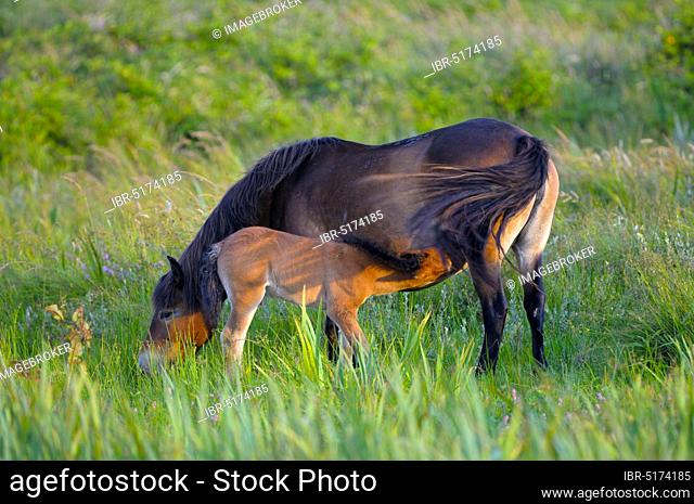 Exmoor ponies, mare and foal