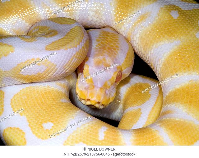 Close-up of a young High Contrast Albino Royal python or Ball python Python regius at the Baytree Garden Centre Spalding in Lincolnshire
