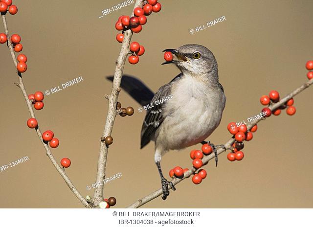 Northern Mockingbird (Mimus polyglottos), adult eating Possum Haw Holly (Ilex decidua) berries, Bandera, Hill Country, Texas, USA