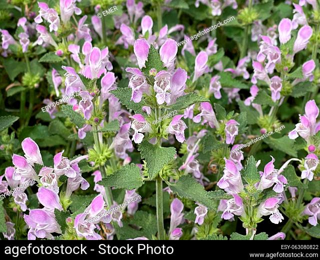 Gargano nettle, Lamium garganicum is a medicinal plant with purple flowers and is used in medicine as a medicine. Gargano dead nettle