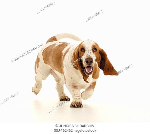 Basset Hound dog - walking - cut out