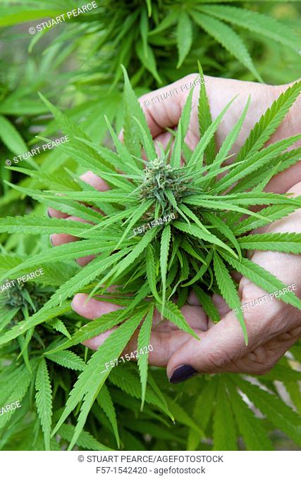 Marijuana Plant in Bloom