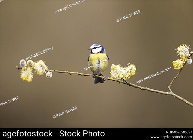 Blue Tit (Cyanistes caeruleus) adult perched on sallow twig with catkins, Suffolk, England, March, Credit:Paul Sawer / Avalon