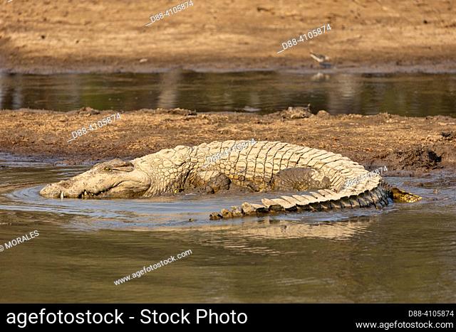 Afrique, Zambie , parc national de South Luangwa, Rivière Luangwa, Crocodile du Nil (Crocodylus niloticus)