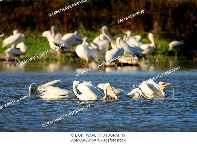 White Pelicans feeding (Pelecanus erythrorhynchos) Eco Pond, Everglades National Park, FL