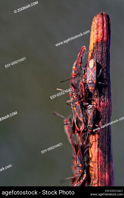Close up view of a bunch of red bugs (lygaeus equestris) on a plant