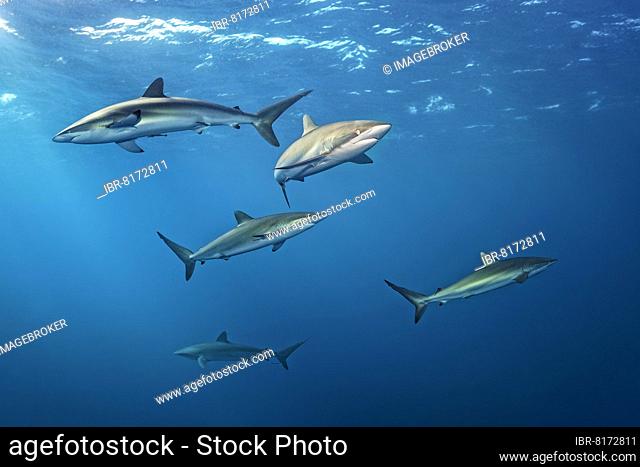 Shoal, silky shark (Carcharhinus falciformis) swimming in the blue, Jardines de la Reina National Park, Caribbean Sea, Republic of Cuba, Caribbean Sea