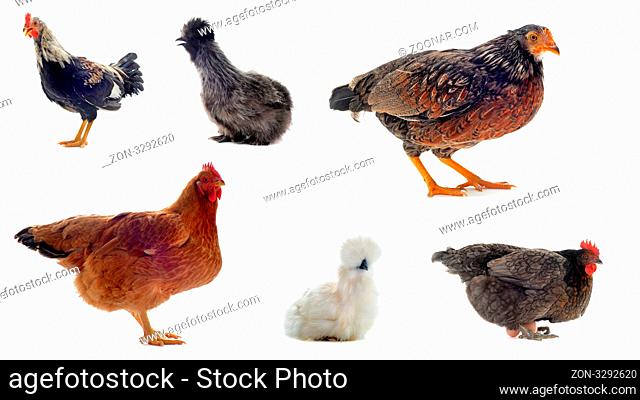 group of chicken and rooster on a white background