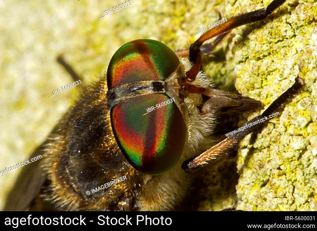 Horsefly, large marsh horsefly (Tabanus autumnalis), Horseflies, Other animals, Insects, Animals, Large Marsh Horsefly adult, close-up of head, Norfolk, England