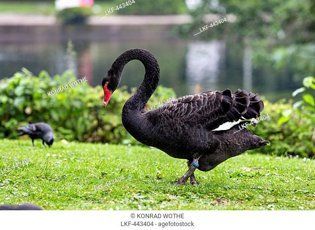 Black Swan in the spa gardens, Cygnus atratus, Norderney Island, Nationalpark, North Sea, East Frisian Islands, East Frisia, Lower Saxony, Germany, Europe