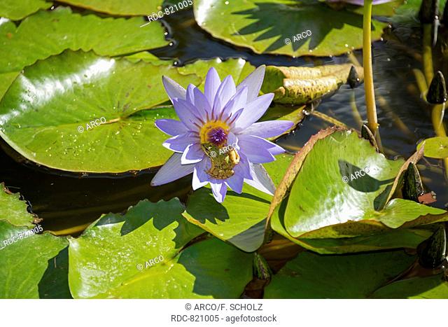 Water lily, Terra Nostra Park, Furnas, Sao Miguel, Azores, Portugal / Parque Terra Nostra