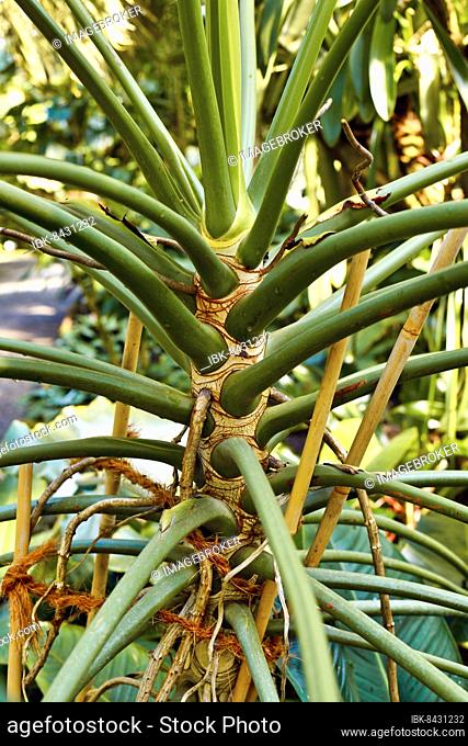 Trunk of exotic 'Thaumatophyllum' plant. Formerly known as 'Philodendron Meconostigma'