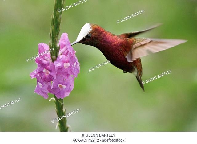 Snowcap Microchera albocoronata flying and feeding at a flower in Costa Rica
