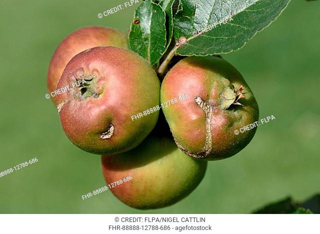 Damage scars caused by European apple sawfly, Holocampa testudinea, feeding early in apple fruit development, Berkshire, England, August