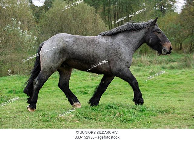 Belgian Heavy Horse - walking on meadow