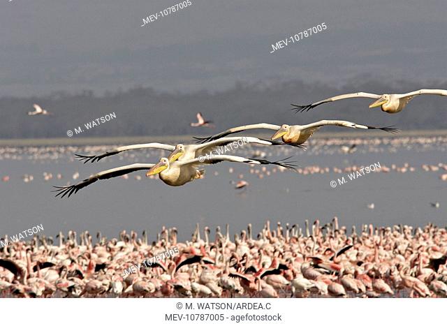 Great White pelican - in flight (Pelecanus onocrotalus)