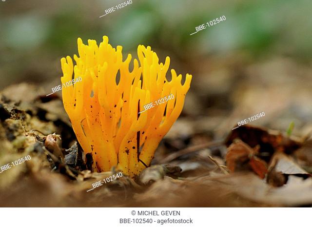Stag-horn Fungus