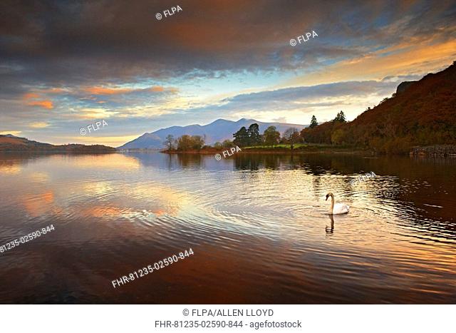 View of lake with Mute Swan Cygnus olor at dawn, Skiddaw in background, Derwent Water, Lake District N P , Cumbria, England, autumn