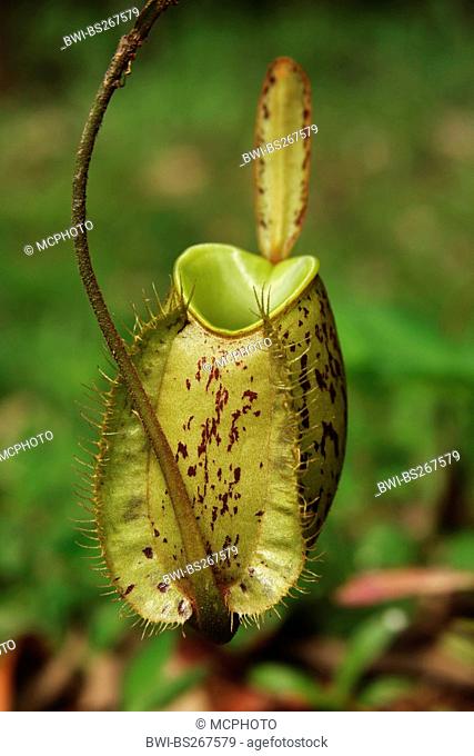 Flask Shaped Pitcher Plant Nepenthes ampullaria, leaf, Malaysia, Borneo, Semenggoh Wildlife Reserve, Sarawak