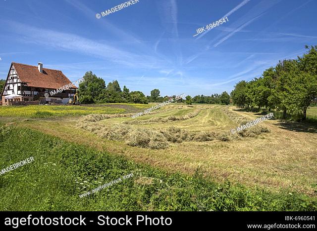 Windrowed hay in the meadow, on the left the reconstruction of a medieval bathhouse, Franconian Open Air Museum, Bad Windsheim, Middle Franconia, Bavaria