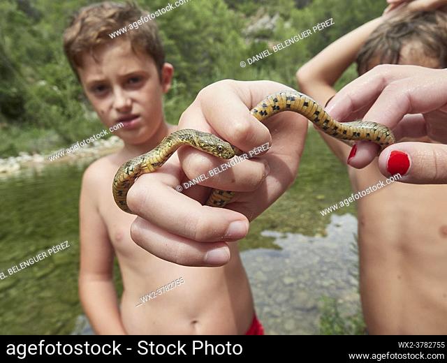 Boy holding a snake with other kids next to, Villahermosa river, Ludiente, Castellón, Valencian Community, Spain