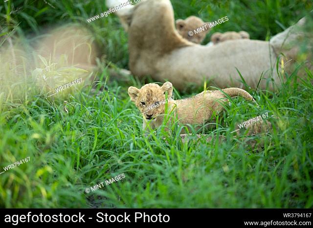 Lion cubs, Pathera leo, lying with their mother in long grass