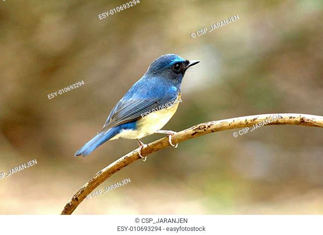 Chinese Blue Flycatcher (Cyornis glaucicomans)