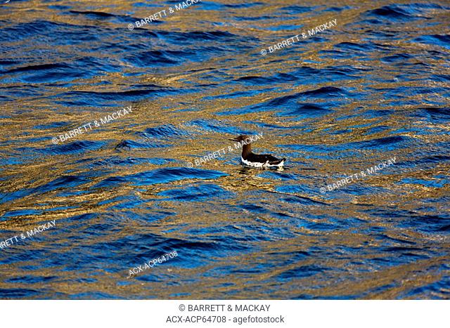 Thin-billed Murres, (Uria aalge), off Gull Island, Witless Bay Ecological Reserve, Newfoundland, Canada