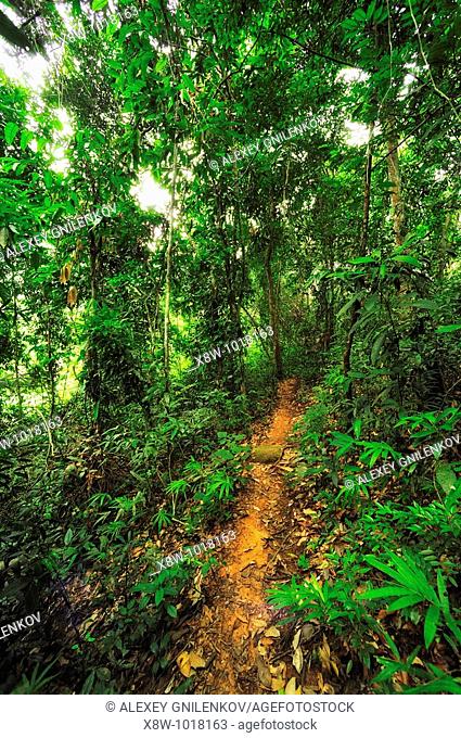 A tropical rainforest is a biome found 100 degrees north or south of the equator  They are common in Asia, Australia, Africa, South America, Central America
