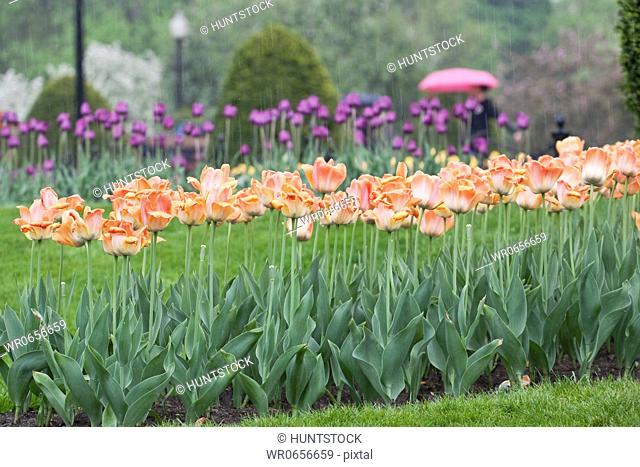 Tulips in a garden, Boston Public Garden, Boston, Suffolk County, Massachusetts, USA