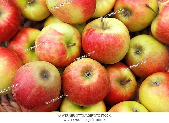 foodstuffs, fruit, pipfruit, apples, Malus domestica, Berlepsch