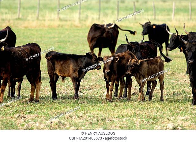 France, Camargue, cattle, Bos taurus