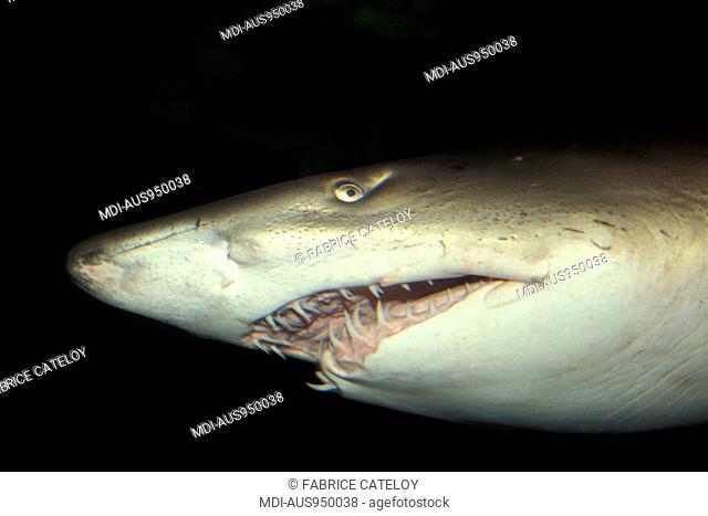 Close-shot on a shark in the Sydney aquarium