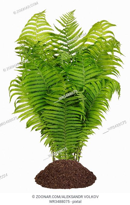 Bush of a magnificent vertical forest fern for Halloween collages. Isolated on white