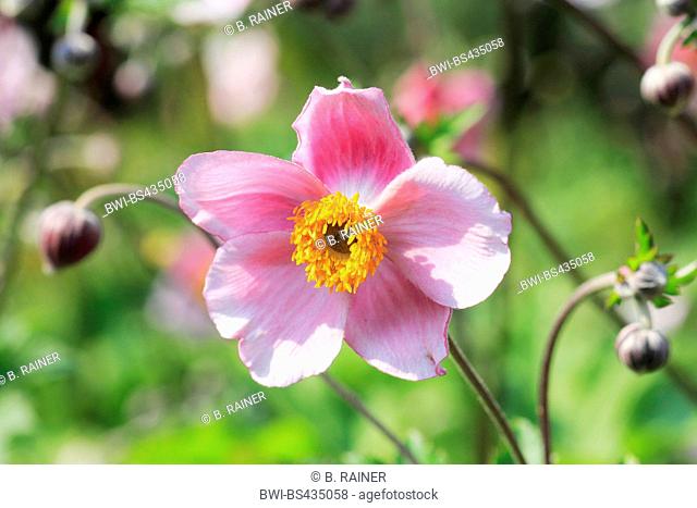 Japanese anemone, Japanese windflower, Chinese anemone (Anemone hupehensis, Anemone hupehensis var. hupehensis), flower