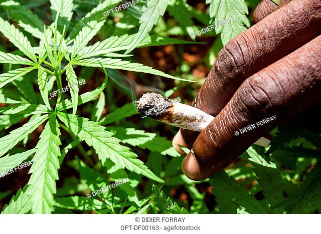 CLOSE-UP OF A JOINT WITH A FIELD OF CANNABIS IN THE BACKGROUND, CLANDESTINE MARIJUANA PLANTATION IN NINE MILE VILLAGE, JAMAICA, THE CARIBBEAN