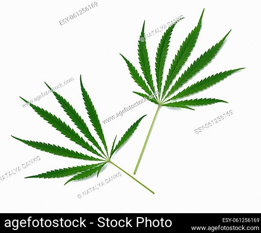 Green cannabis leaf on a white isolated background, top view