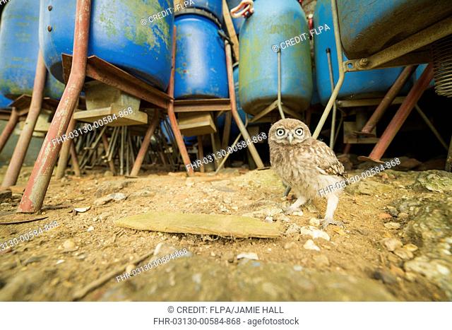 Little Owl (Athene noctua) young, standing amongst gamebird feeders in old barn, Suffolk, England, July