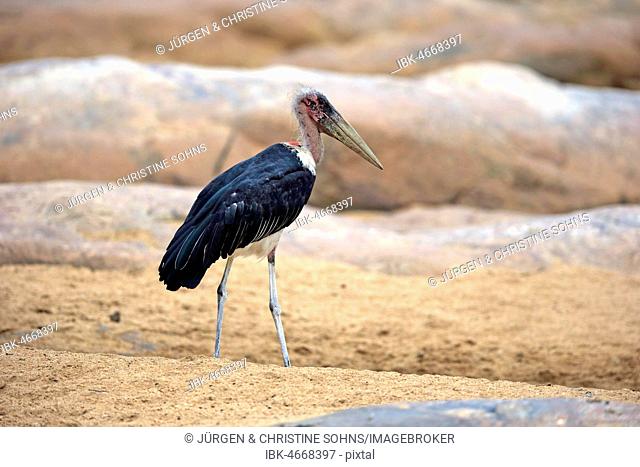 Marabou stork (Leptoptilos crumeniferus), adult, Kruger National Park, South Africa