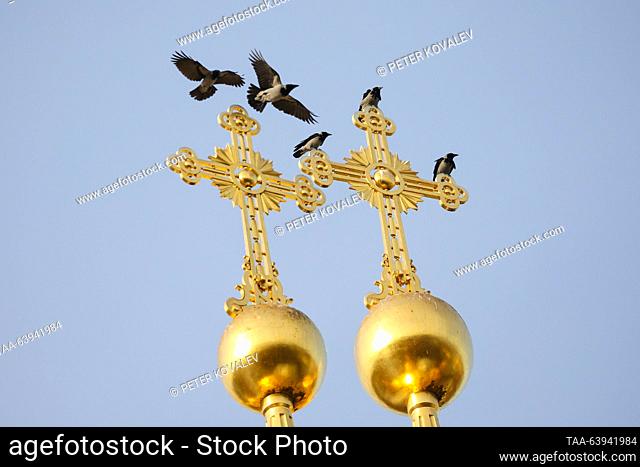 RUSSIA, ST PETERSBURG - OCTOBER 26, 2023: Ravens sit on crosses atop domes of the Court Church of the Resurrection in the Great (Catherine) Palace at the...