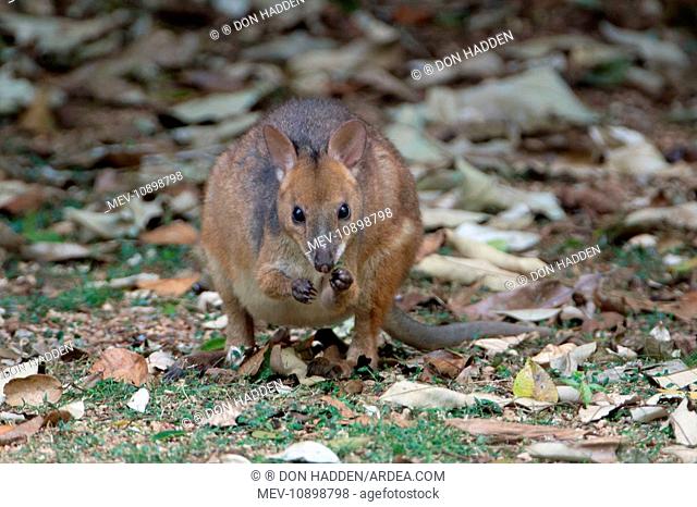 Red-legged Pademelon (Thylogale stigmatica). Figtree close - near Malanda - Queensland - Australia